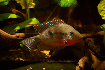 Firemouth cichlid (Thorichthys meeki) macro