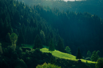 Fototapeta premium Morning mountain landscape with a green meadow and tall coniferous trees in the sun