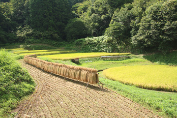 石畑の棚田　栃木県茂木町