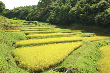 石畑の棚田　栃木県茂木町