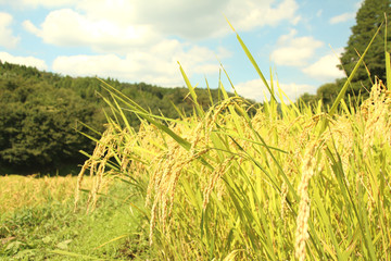 石畑の棚田　栃木県茂木町