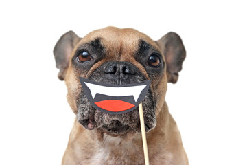 Funny Halloween French Bulldog dog dressed up with smiling vampire mouth with fangs paper photo prop held in front of muzzle isolated on white background