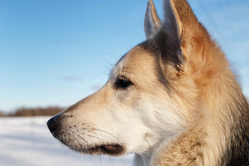 Cute dog at walk at nature in winter field