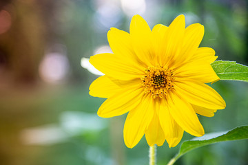 Small sunflower blooming in the summer