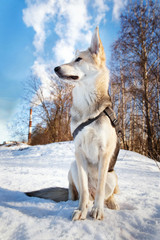 Naklejka premium Cute dog at walk at nature in winter field
