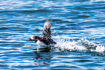 Obraz premium Puffin bird taking off in ocean waters near Acadia National Park, Maine
