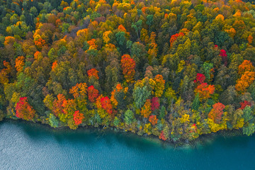 Aerial Drone view of colorful top of the forest at Autumn