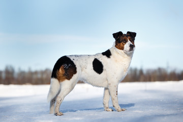 Cute dog at walk at nature in winter field