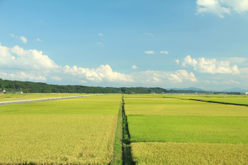 田園風景　栃木県高根沢町