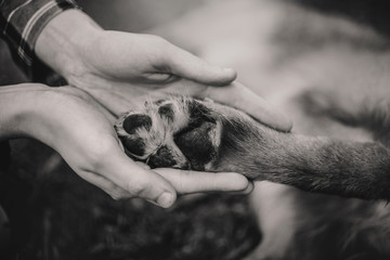 Woman's hands gently hold the dog's paw