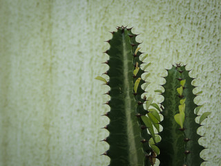 cactus on white background