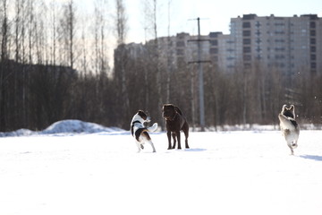 Group of three dogs at walk in winter park