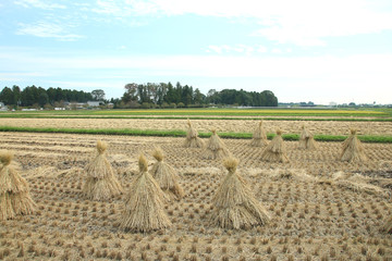 稲ぼっち　栃木県真岡市