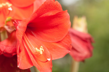 red flowers on a green background