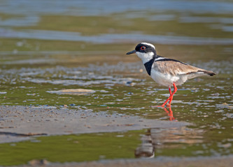 Batuíra de Esporão