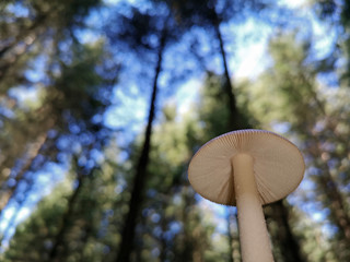 bottom view of wild mushroom growing in the forest with blue sky and trees on background