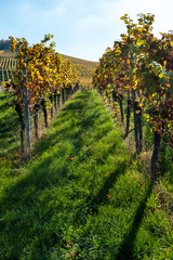 vineyard in provence france