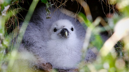 Northern fulmar chick lying comfortably looking out of its nest