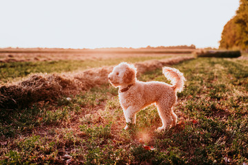 cute brown toy poodle dog standing at sunset by countryside. Fun, sports and pets outdoors
