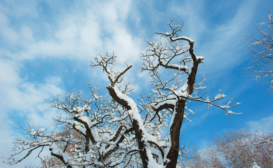 Winter scenery in the city park, with trees covered in snow and profiled on blue sky, on a sunny day