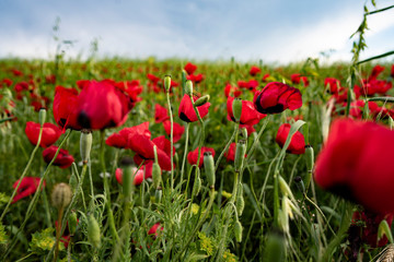 Fields of blooming poppy. Fields and hills are covered with a carpet of wild flowers. Summer 2019, Eastern Georgia, near the town of Gori. Sunset.