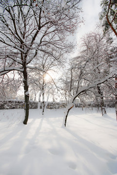 Winter scenery in the city park, with trees covered in snow and profiled on blue sky, on a sunny day