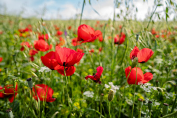 Fields of blooming poppy. Fields and hills are covered with a carpet of wild flowers. Summer 2019, Eastern Georgia, near the town of Gori. Sunset.
