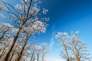 Winter scenery in the city park, with trees covered in snow and profiled on blue sky, on a sunny day