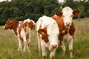 Three cows in the meadow in Flanders Belgium