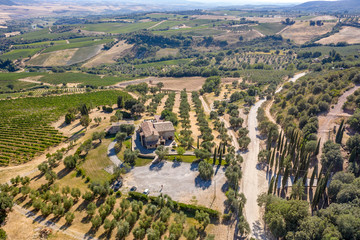 Vineyard in Montalcino
