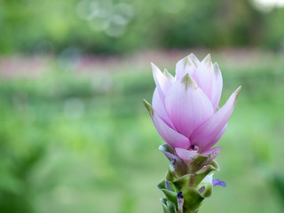 Obraz premium Krachiew flowers