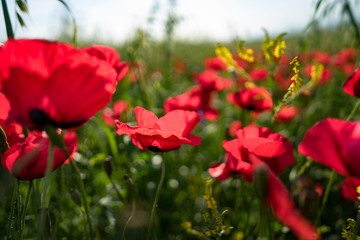 Obraz premium Fields of blooming poppy. Fields and hills are covered with a carpet of wild flowers. Summer 2019, Eastern Georgia, near the town of Gori. Sunset.