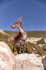 Alpine ibex or Capra pyrenaica on the summit of the mountain against blue sky in Sierra de Gredos mountain range