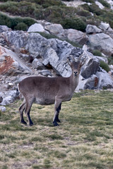 Naklejka na ściany i meble Alpine ibex or Capra pyrenaica on the summit of the mountain against stones in Sierra de Gredos mountain range.