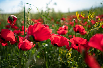 Naklejka premium Fields of blooming poppy. Fields and hills are covered with a carpet of wild flowers. Summer 2019, Eastern Georgia, near the town of Gori. Sunset.