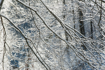 Snow blizard witrh fresh snow in the forest, in winter