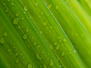 water drop on green .Palm leaf soft focus  for background