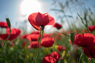 Fields of blooming poppy. Fields and hills are covered with a carpet of wild flowers. Summer 2019, Eastern Georgia, near the town of Gori. Sunset.