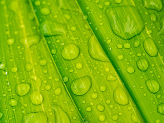 water drop on green .Palm leaf soft focus  for background