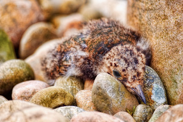 Lapwing chick before being rescued and returned to parents