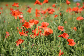 poppy field of red poppies