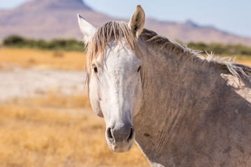 Wild Horses