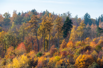 Fototapeta premium beautiful woodland in autumn time in Germany