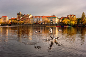 Prague Old Town on the banks of Vltava river, sunset cityscape with birds and reflection in the water, Czech Republic, travel background