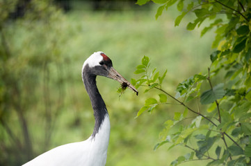portrait of a crane