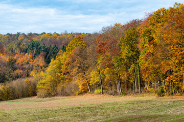 Fototapeta premium beautiful woodland in autumn time in Germany