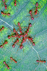Group red ant pick up one red ant on leaf in nature