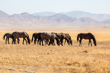 Wild Horses