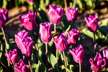 Obraz premium Close up view of bumblebee on a purple tulip in Patagonia, Argentina