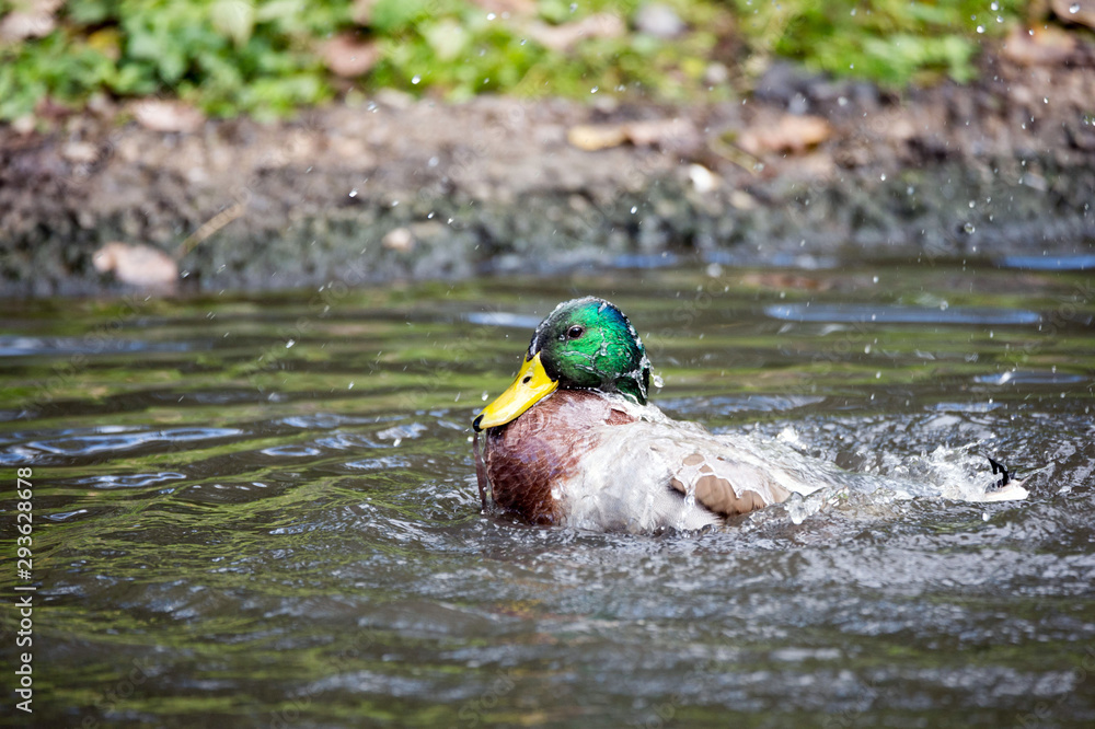 Wall mural duck in water